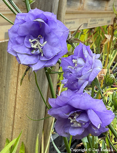 Campanula persicifolia 'La Belle', kurjenkello